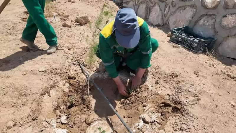کاشت گیاهان دارویی در بوستان‌های یزد